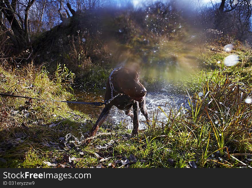 Young brown doberman. Black-white Photo.