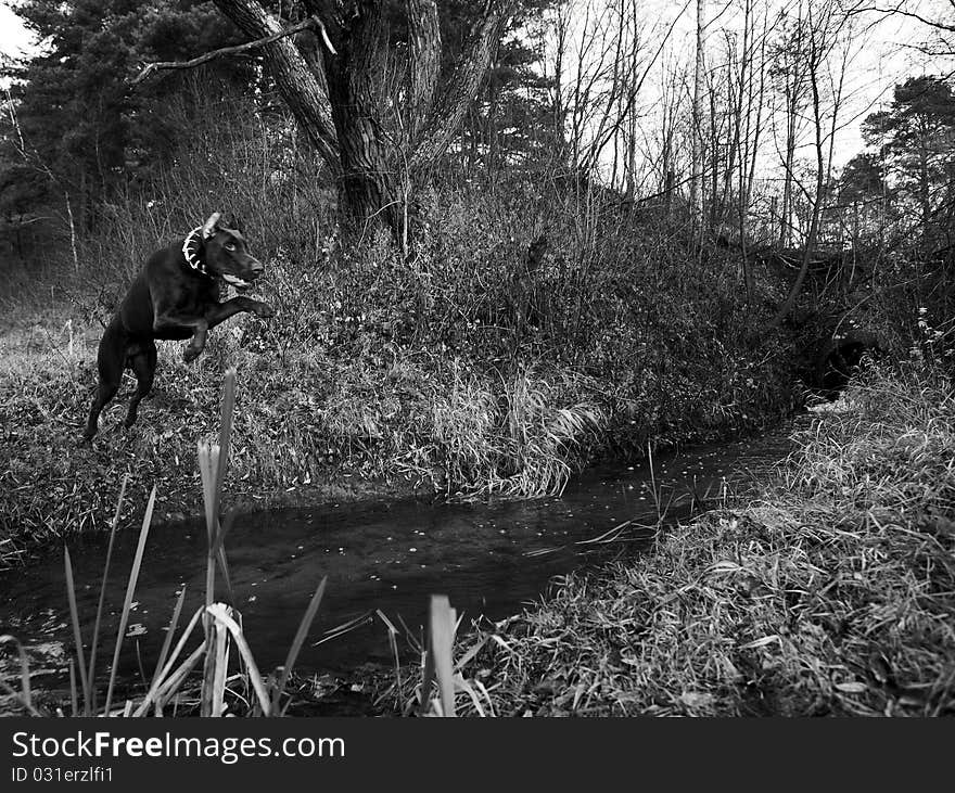 Young brown doberman. Black-white Photo.