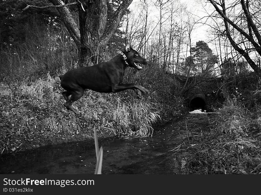 Young brown doberman. Black-white Photo.