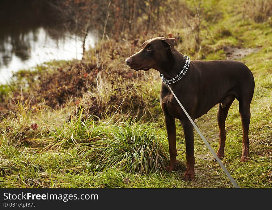 Young Brown Doberman.