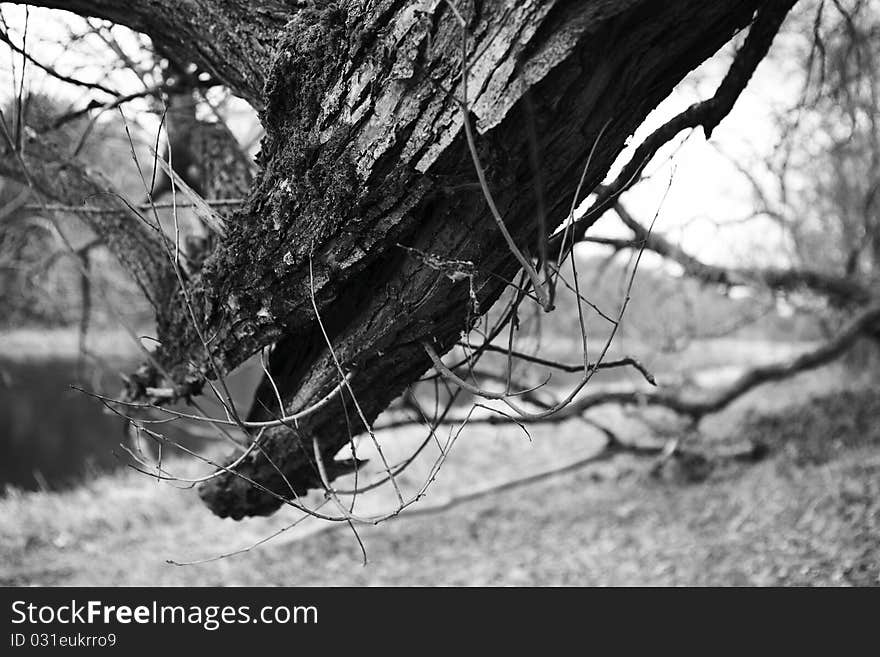 Tree dry and old roots.