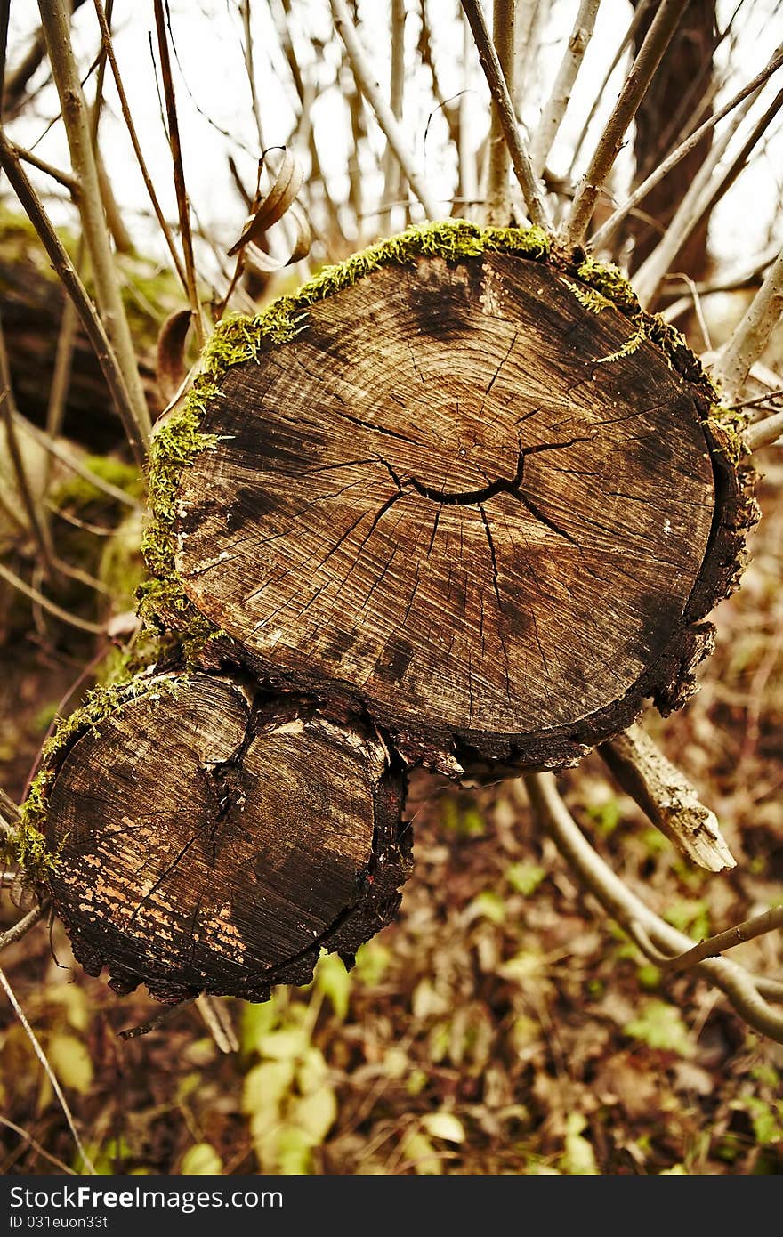 Dry tree roots in forest. Dry tree roots in forest.