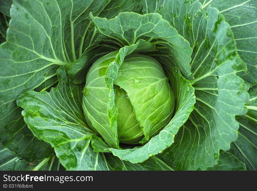 Cabbage head