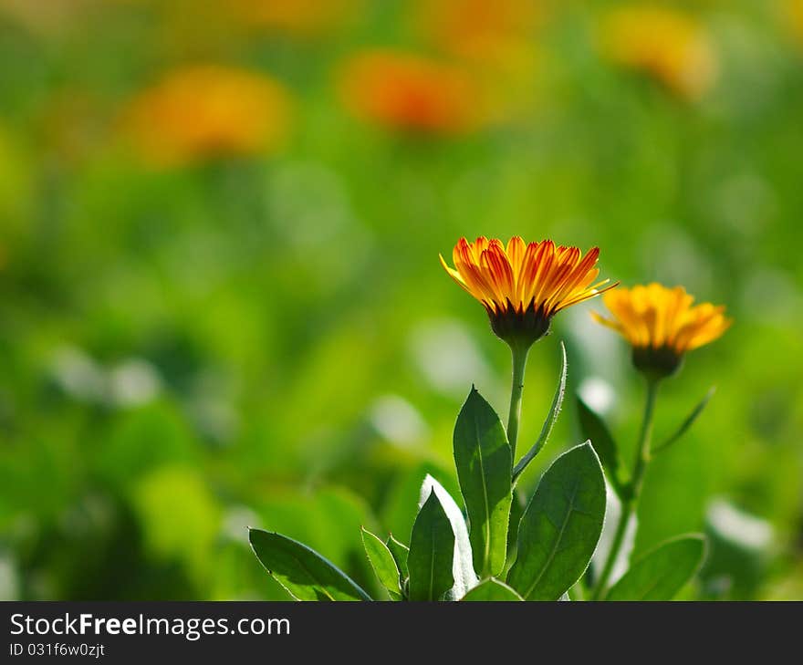 Orange flowers