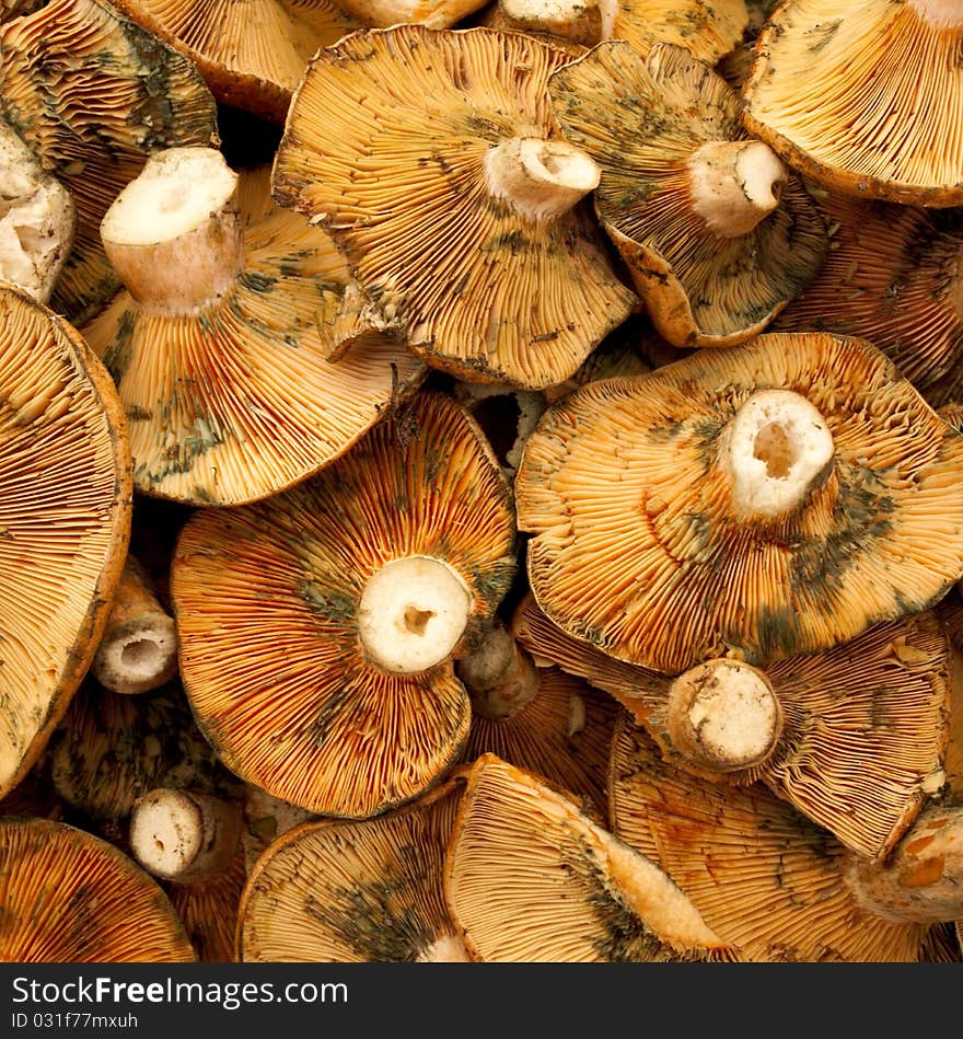 Red pine mushroom