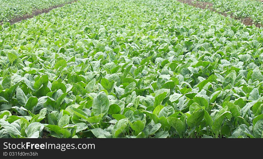 Vegetables Farms