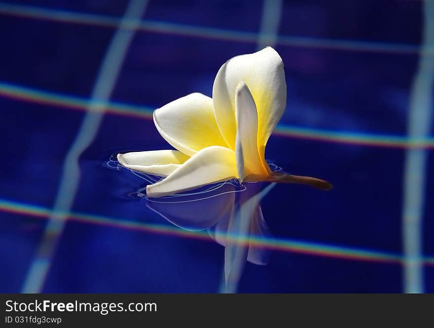 Swimming flower in swiming pool