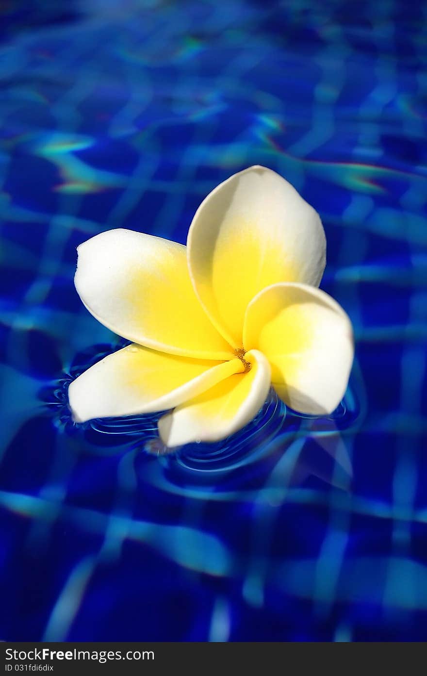 Swimming flower