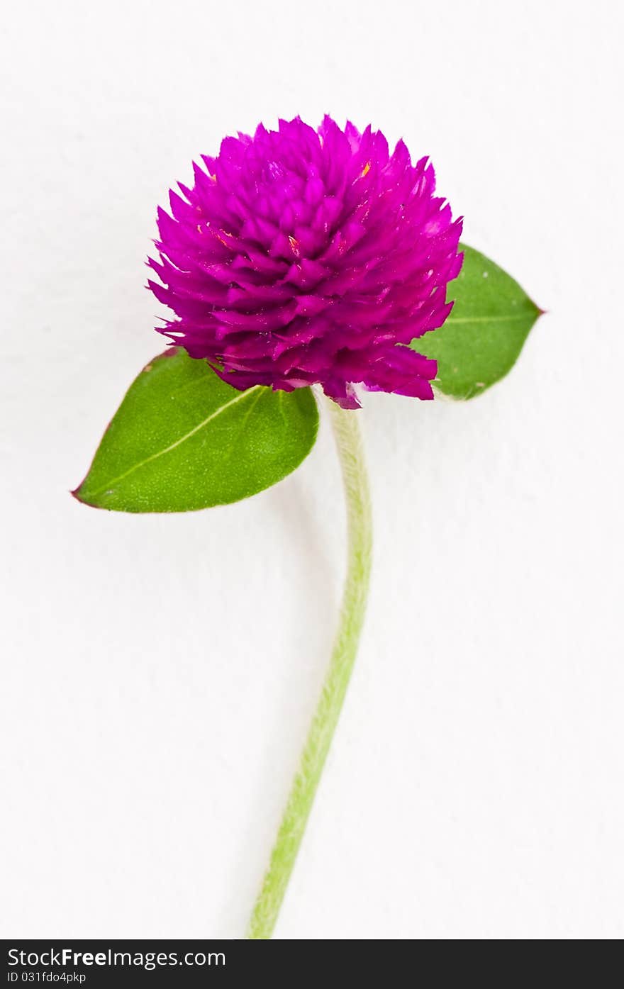 Violet flower on white wall