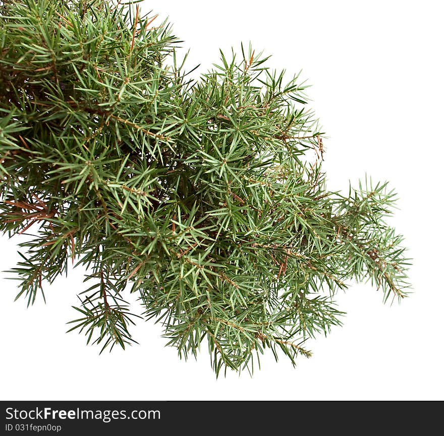 Tree branch on a white background