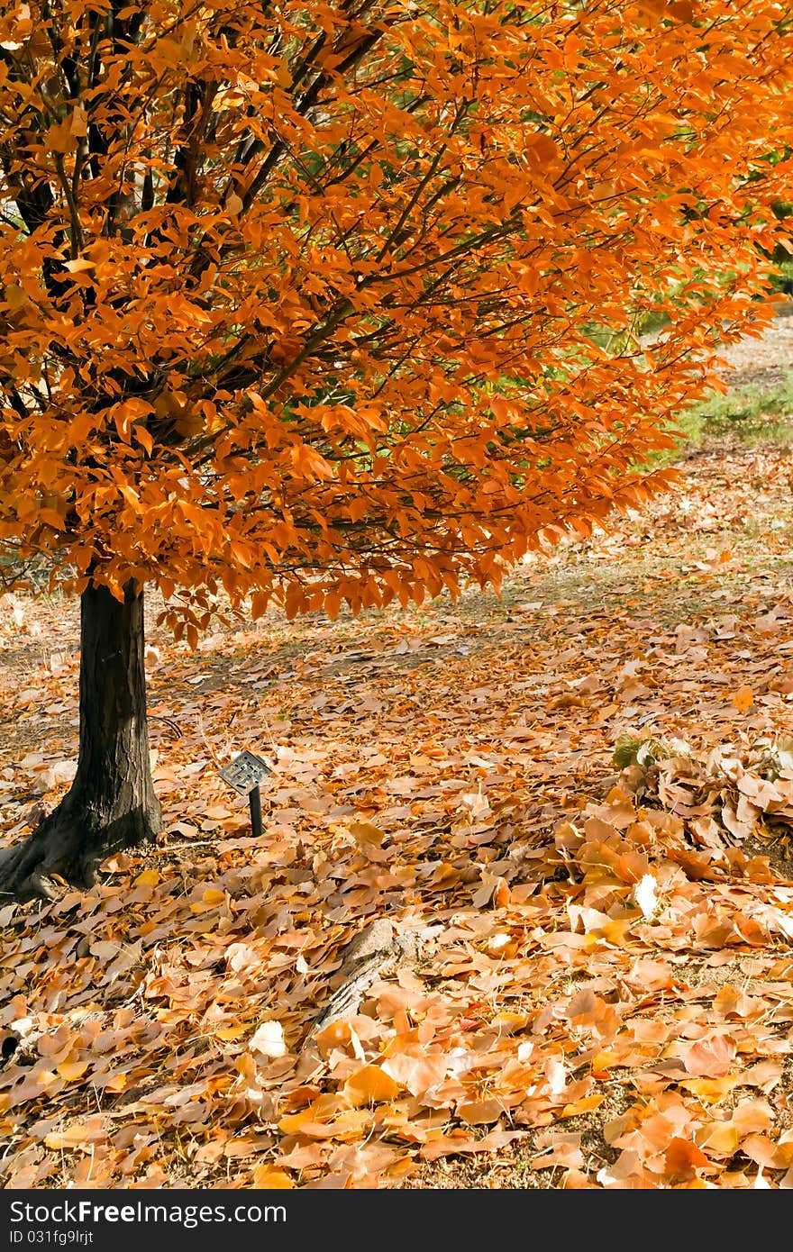 Fall leafs at the park. Fall leafs at the park