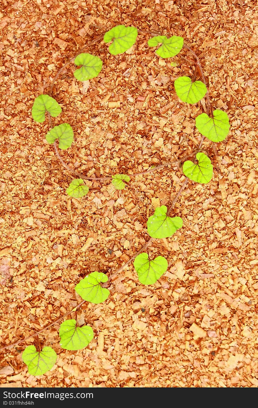 Plants on sawdust