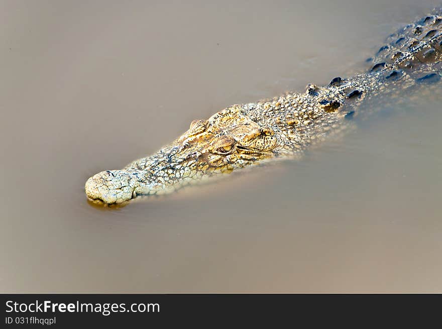 Closeup crocodile in the lake, Thailand.