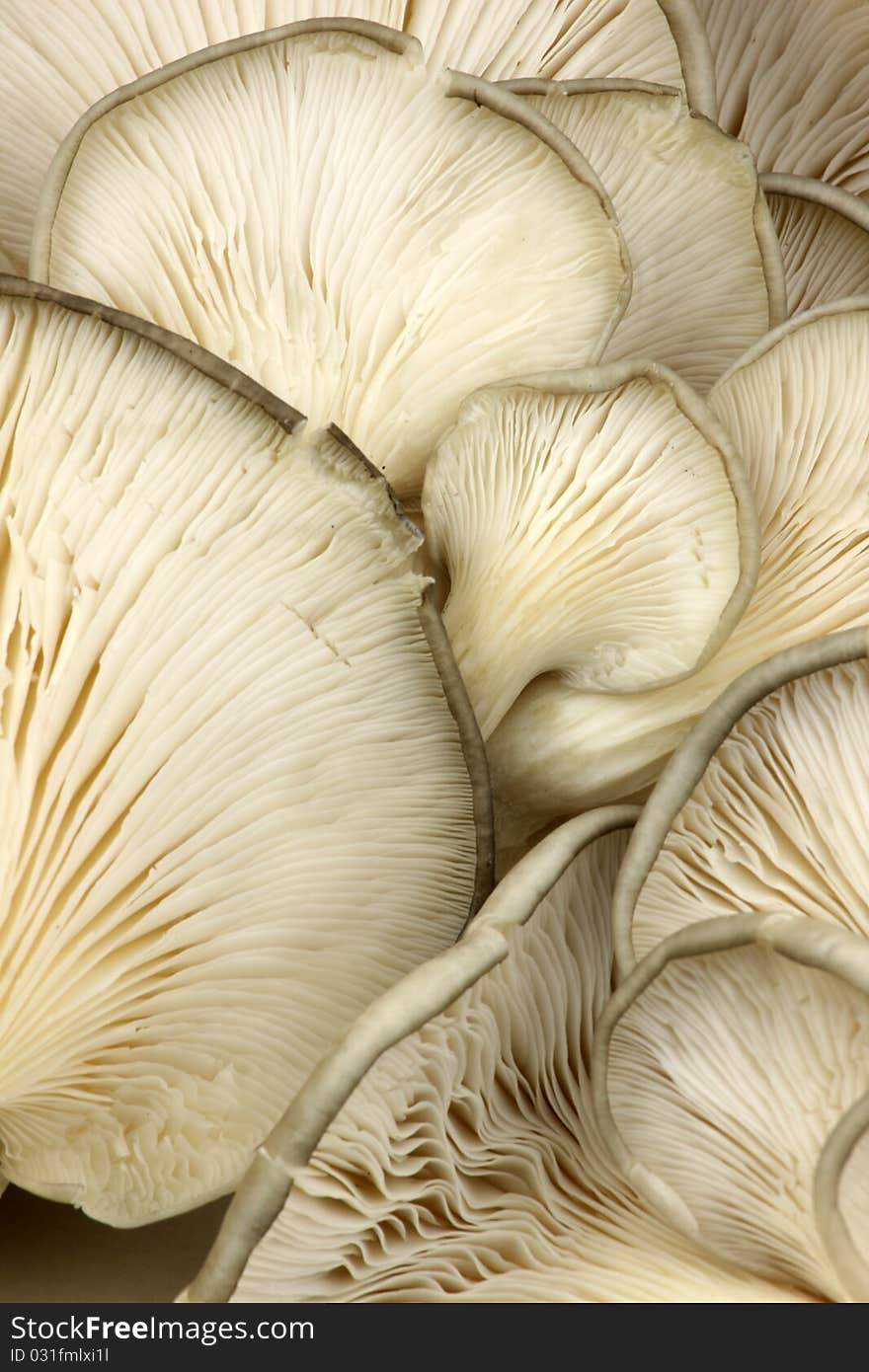 Close-up of fresh mushroom's detail. Close-up of fresh mushroom's detail.