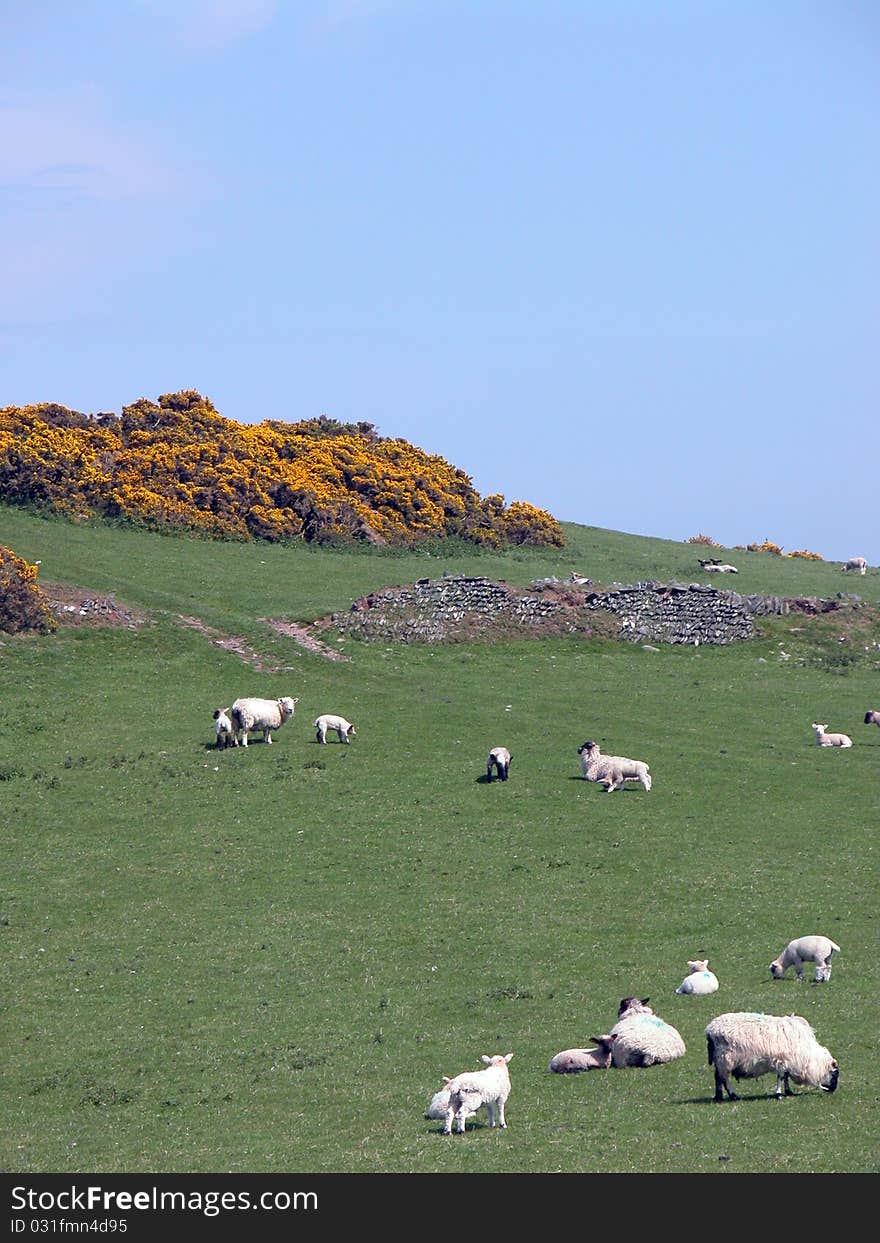 Sheep On Countisbury Common, Exmoor