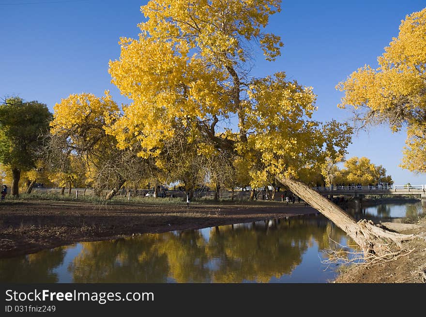 Inner Mongolia, China EJINAQI of Populus euphratica