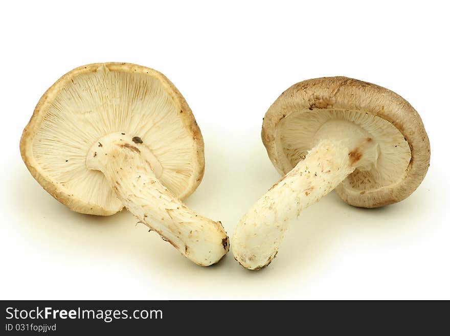 Mushrooms isolated on white background. Mushrooms isolated on white background