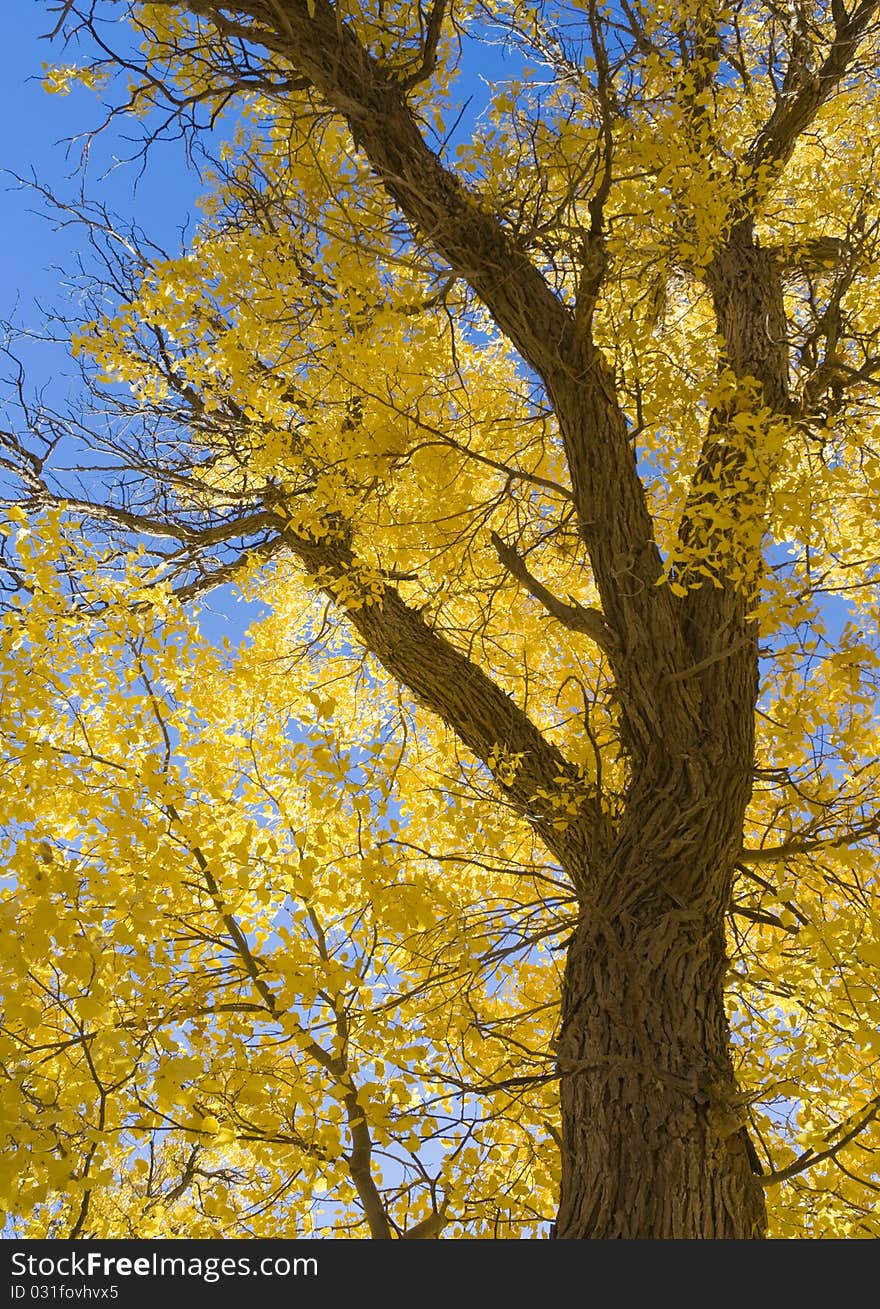 Inner Mongolia, China EJINAQI of Populus euphratica