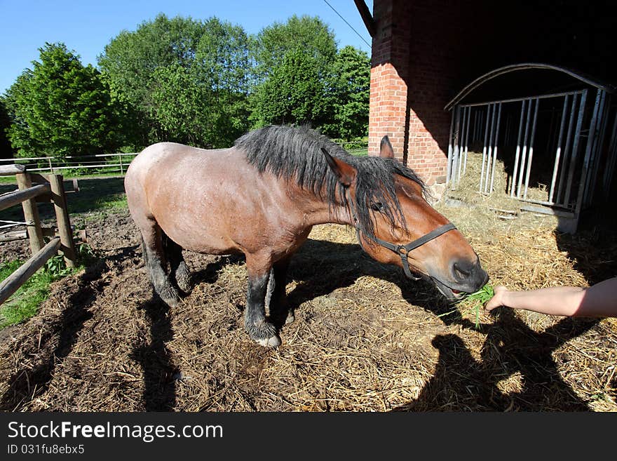 Heavy big horse being fed by hand. Heavy big horse being fed by hand.