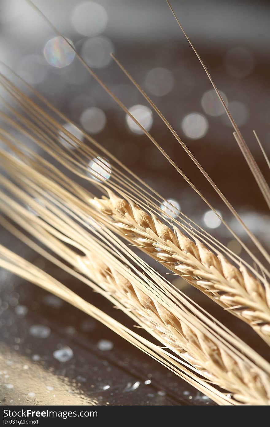 Wheat Background