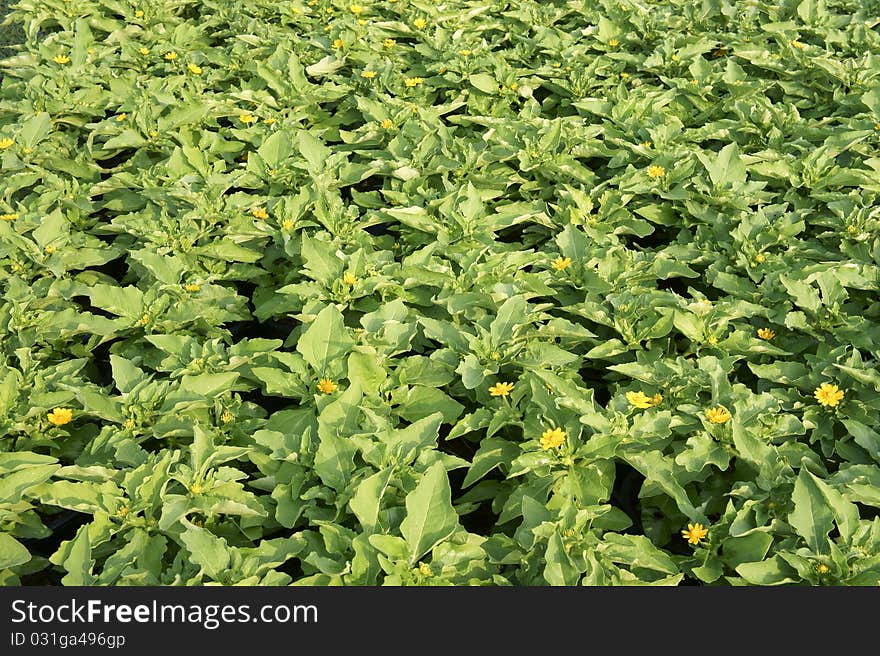 Green leaves plant