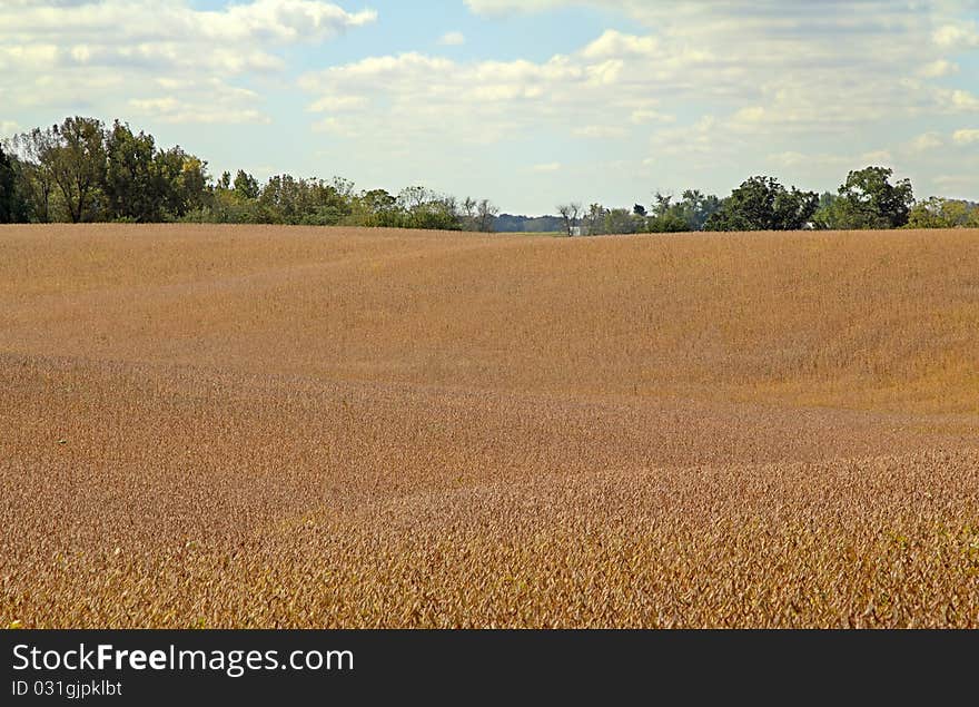 Soybean Field