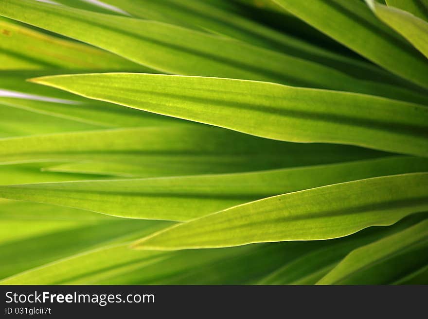 Beautiful sharp Leaf