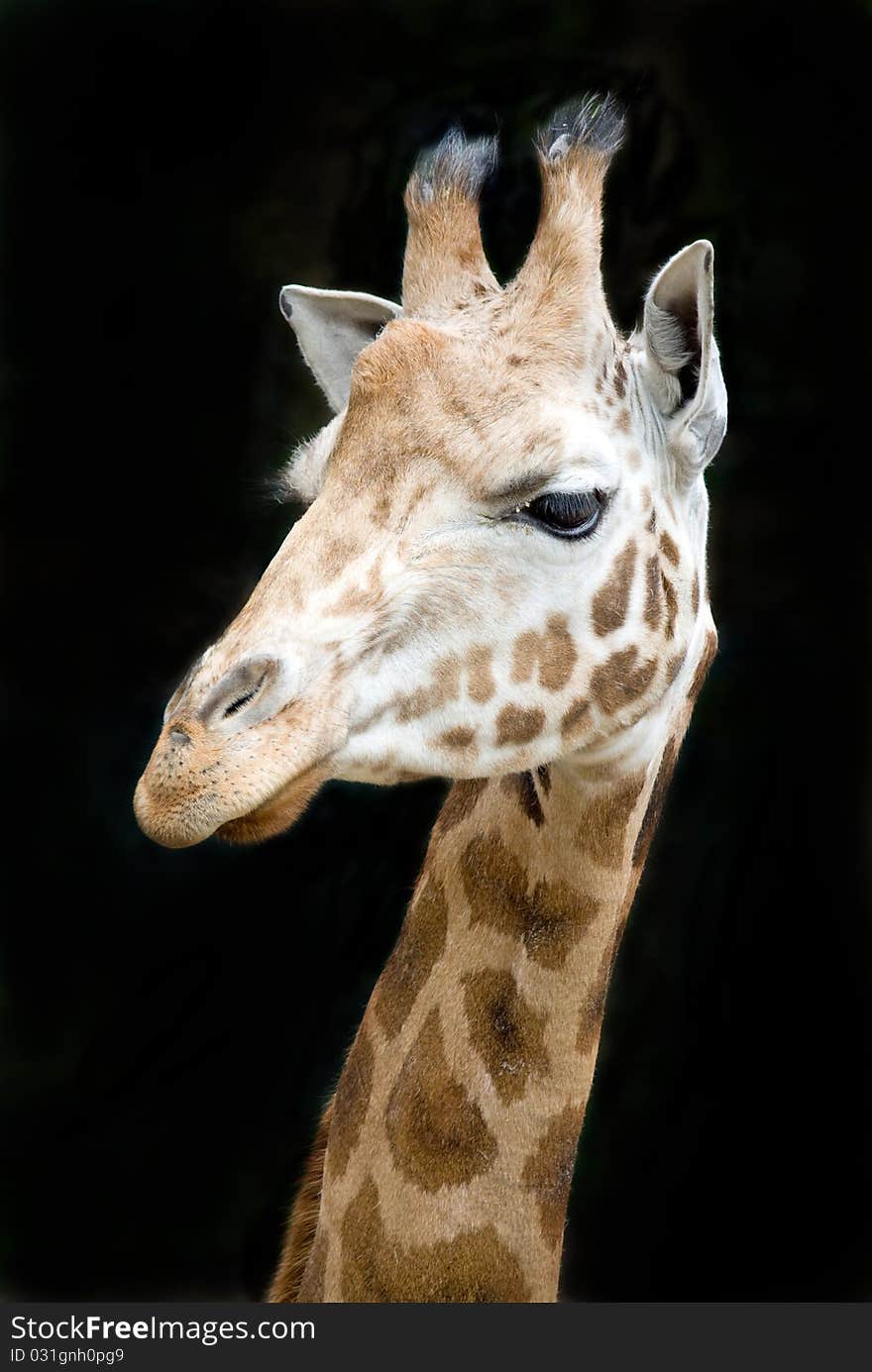 Close up of a funy giraffe isolated against black background. Close up of a funy giraffe isolated against black background