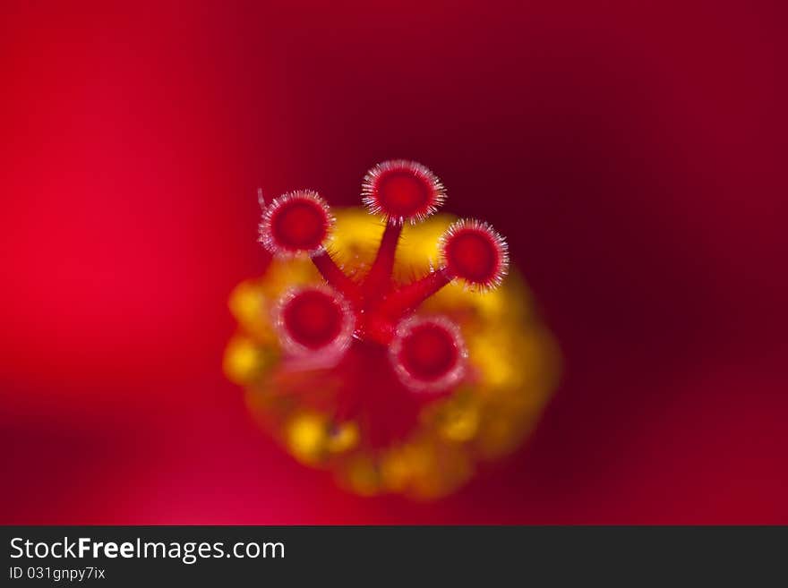 Hibiscus rosa close up macro.