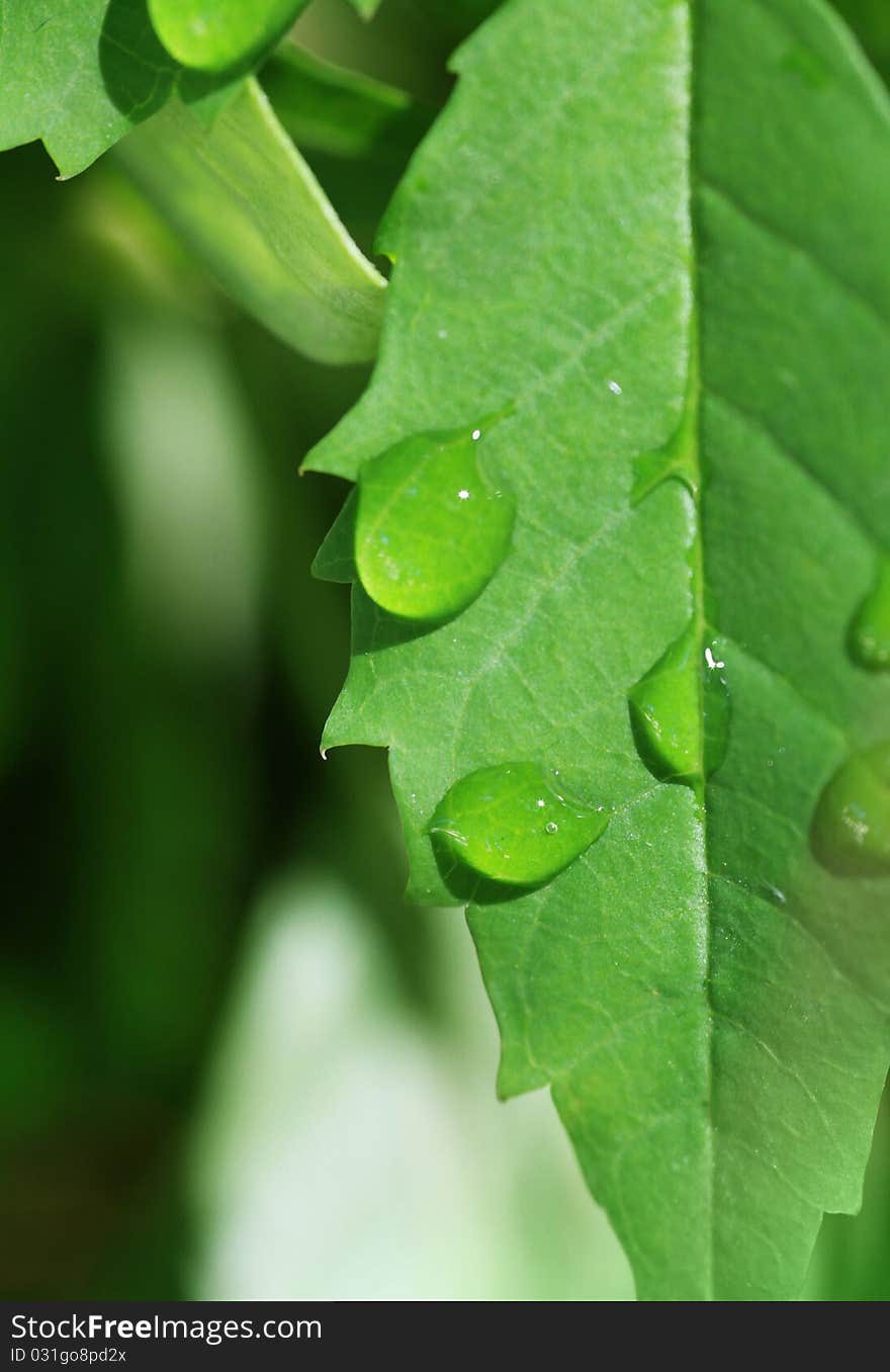 Close up of leaf and drops