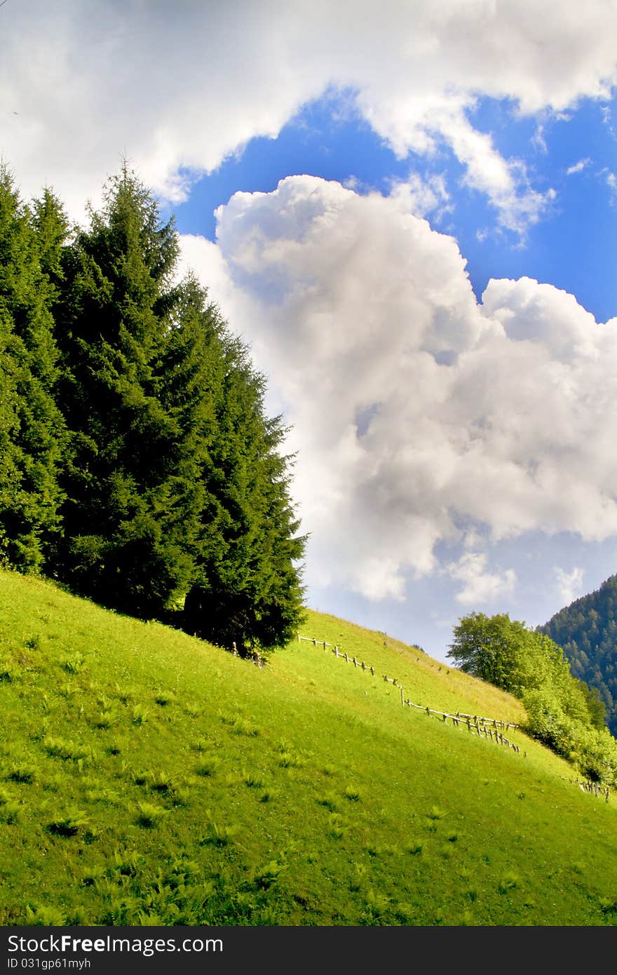 Trees in a meadow of mountain. Trees in a meadow of mountain