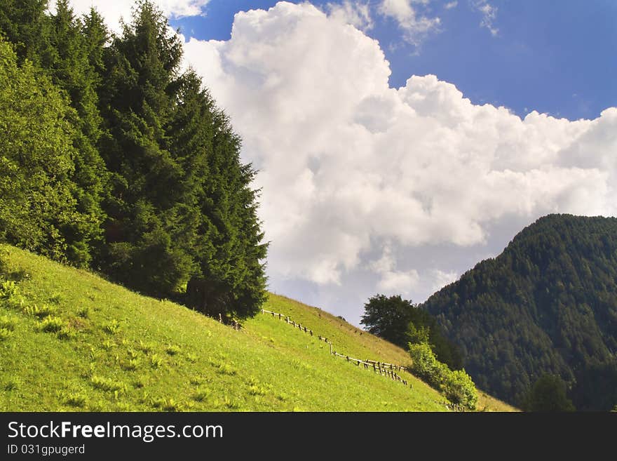 Trees in the mountains