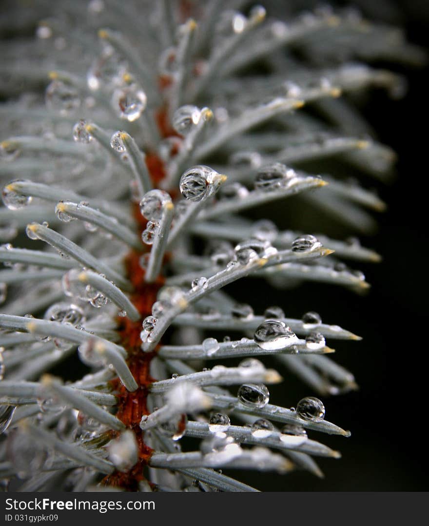 Pine Droplets