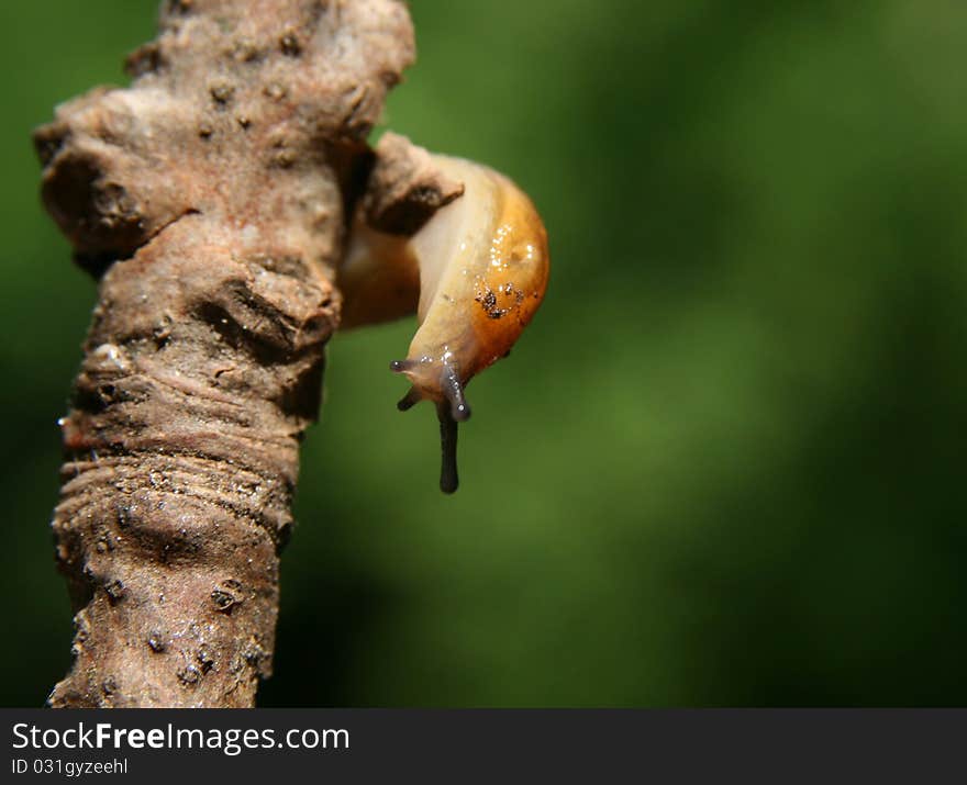 Orange Slug