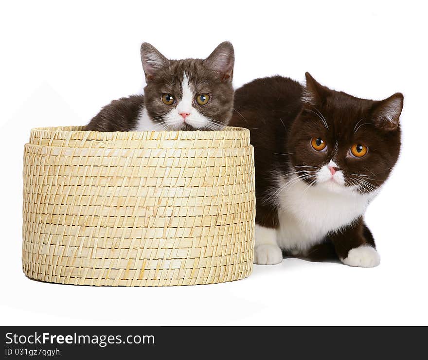 Two cats with a basket.