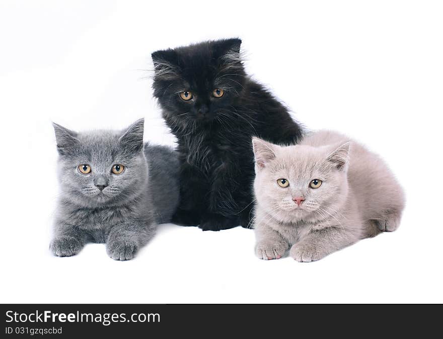 Three British kitten.