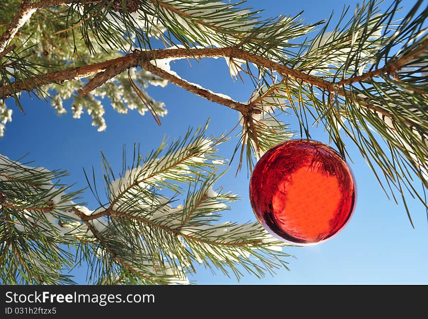 Balloon on the branches with snow; coniferous twigs; new year red decoration; close-up; holiday ornament;. Balloon on the branches with snow; coniferous twigs; new year red decoration; close-up; holiday ornament;