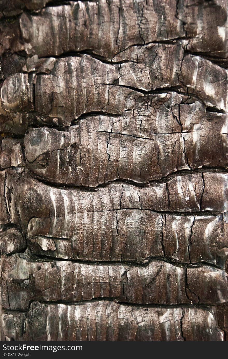 Tree bark texture - detail