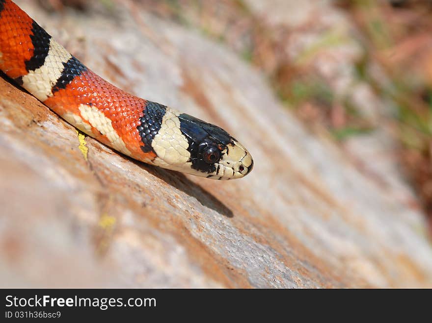 A Sonoran mountain kingsnake crawling down the side of a large boulder. A Sonoran mountain kingsnake crawling down the side of a large boulder.