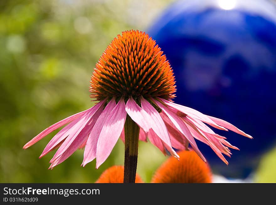 Purple Echinacea in front of a blue Ball