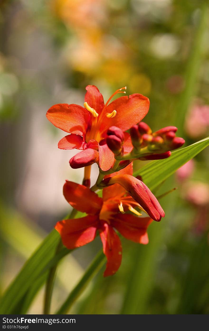 Red Lily Panicle in the Garden