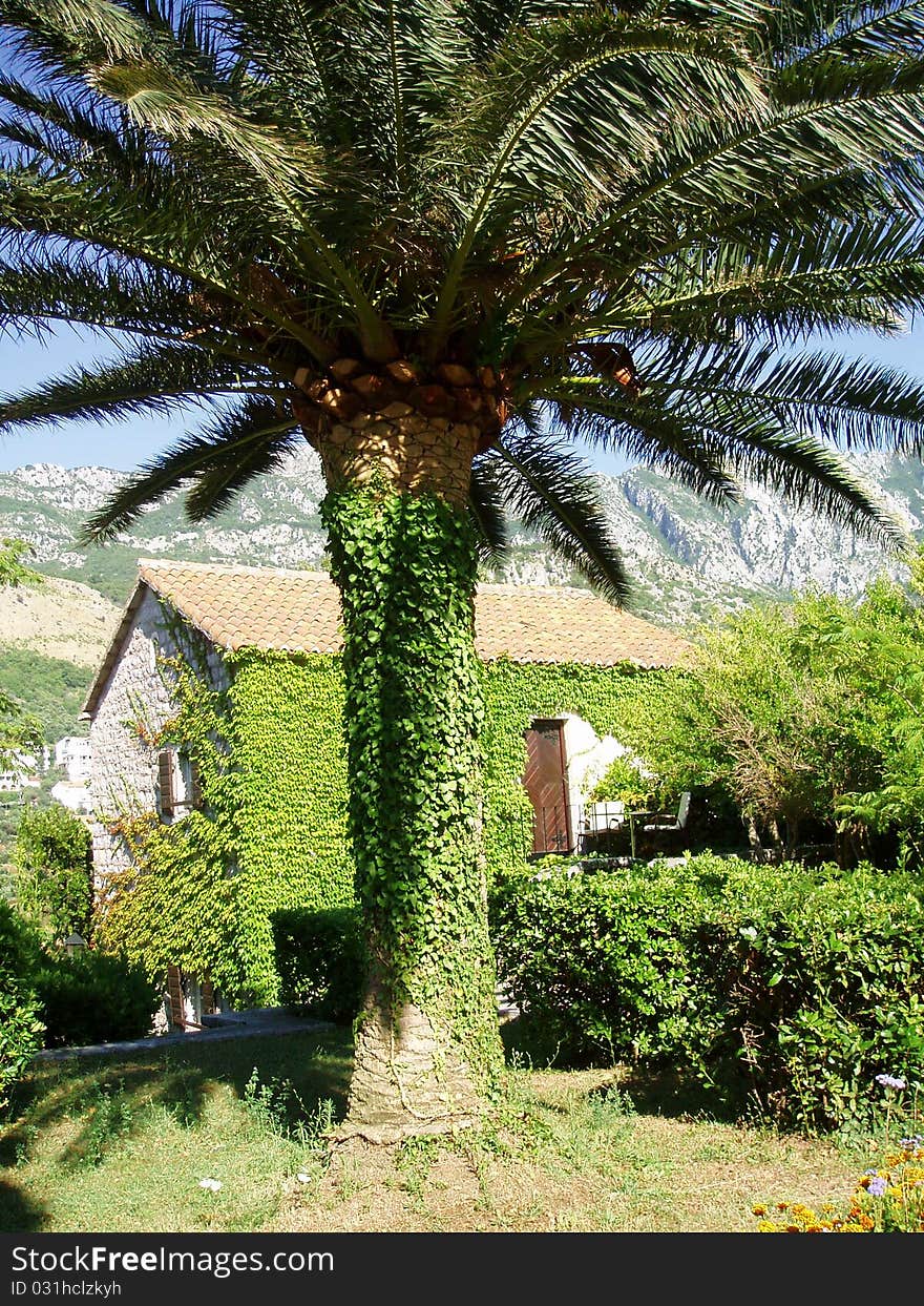 Green tree which is located on the island of St. Stephen in Montenegro