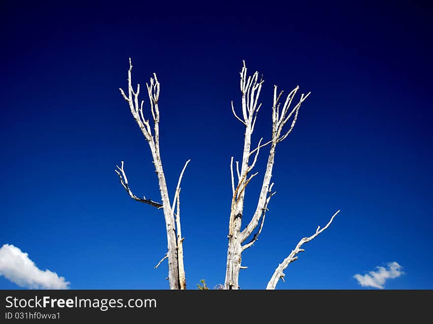 White trunk and branches of a dead pine tree against the dark blue sky. White trunk and branches of a dead pine tree against the dark blue sky