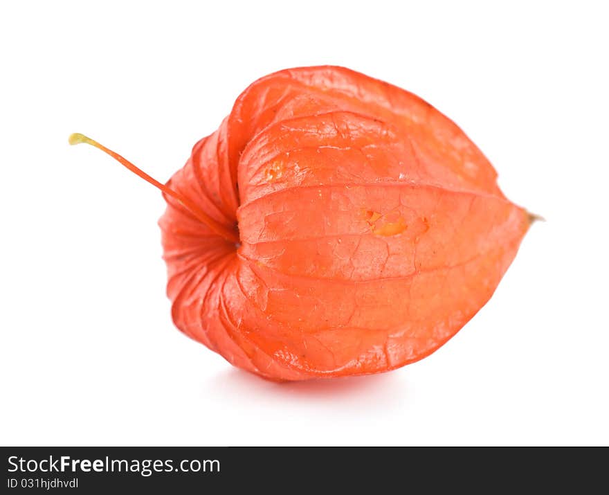 Red physalis isolated on a white background. Red physalis isolated on a white background