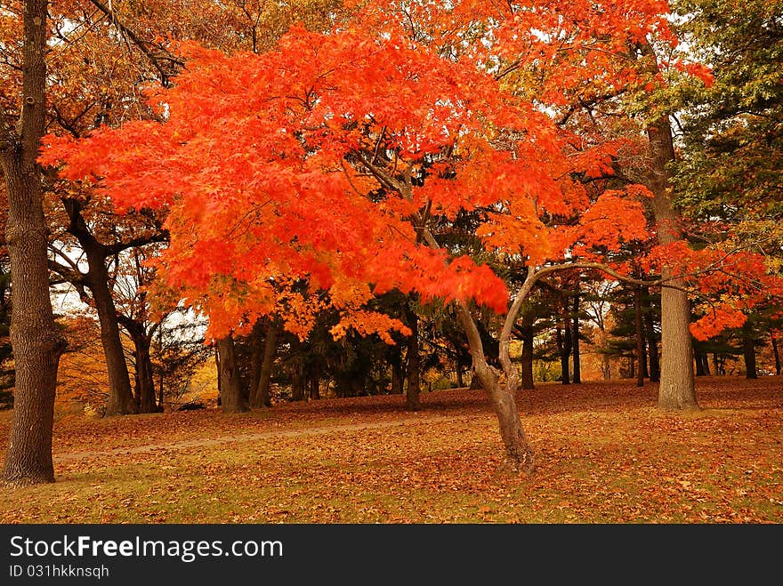 A Bright Copper Autumn Tree. A Bright Copper Autumn Tree