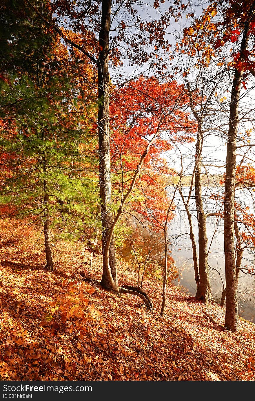 Different Coloured Trees in the Autumn. Different Coloured Trees in the Autumn