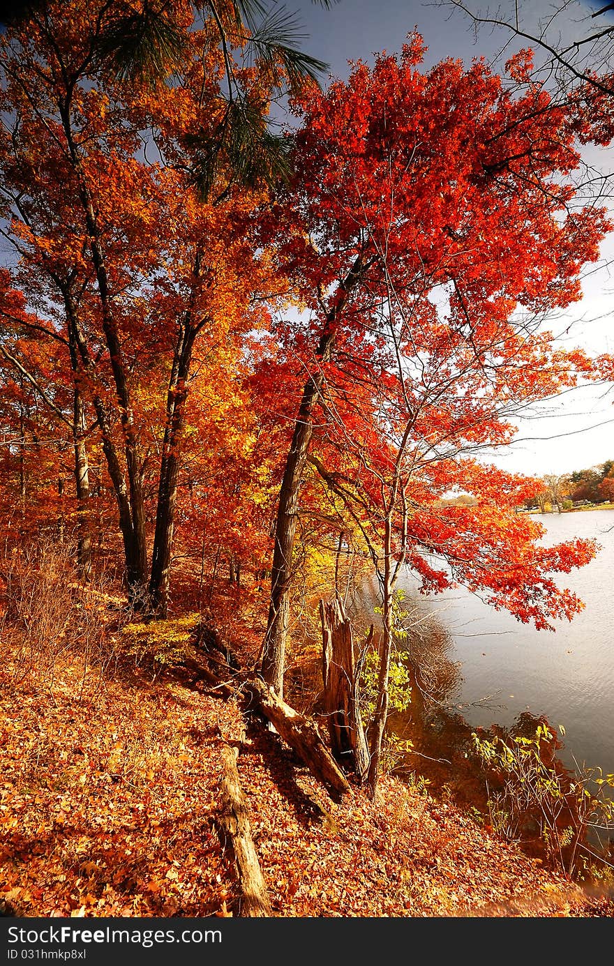 Different Coloured Trees in the Autumn. Different Coloured Trees in the Autumn