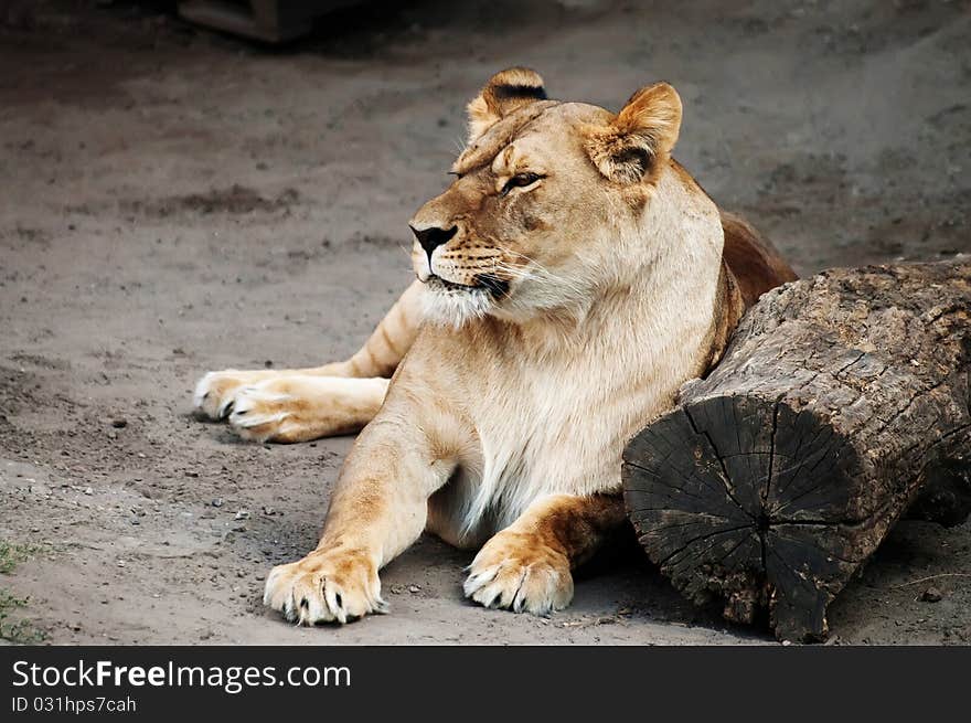 Lioness lying on the ground