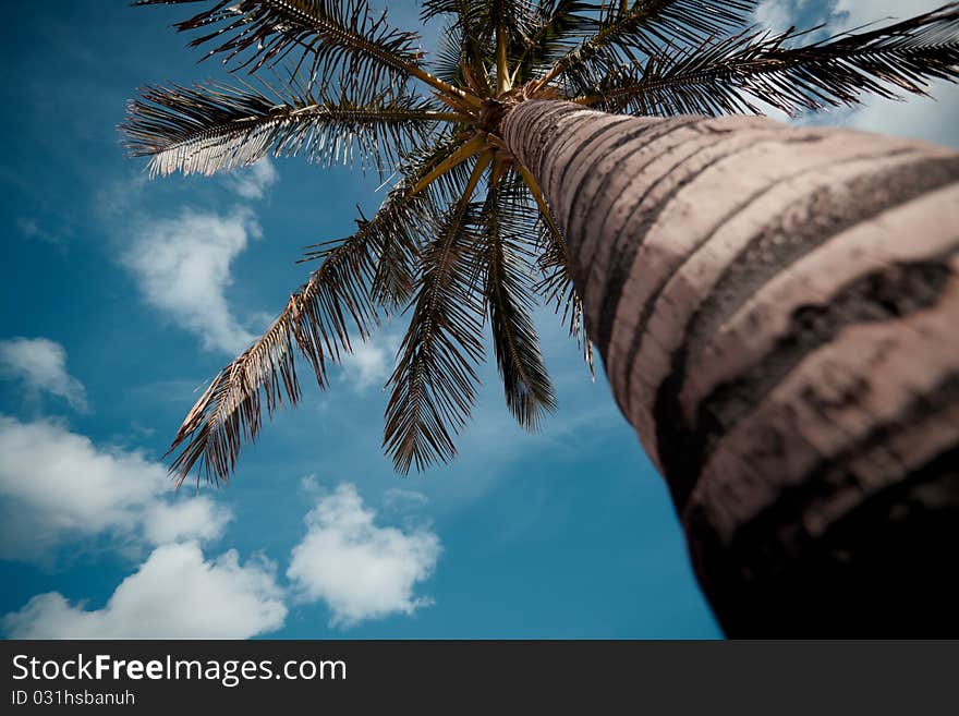 Date palm and blue sky. Date palm and blue sky