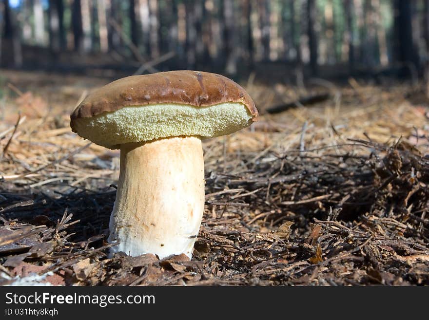 Boletus badius (Xerocomus badius)